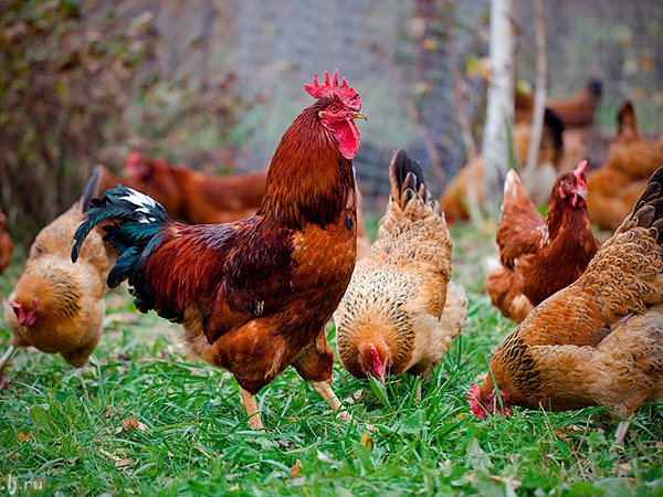 Породы куриц | ЗооТом - продажа, вязка и услуги для животных в Череповце