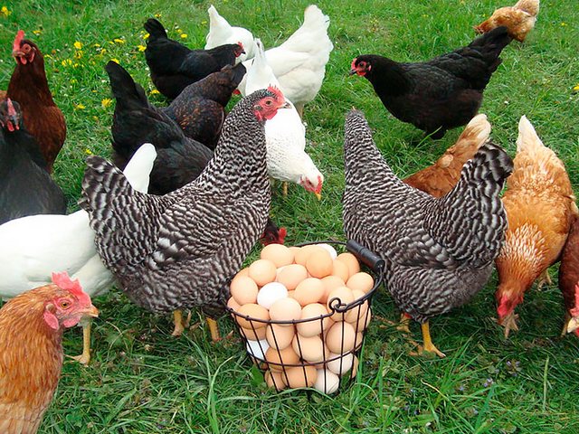 Содержание кур и уход за ними | ЗооТом - продажа, вязка и услуги для животных в Череповце