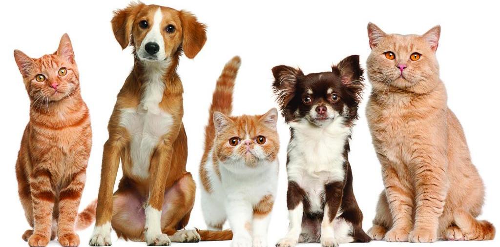 Доска объявлений о животных | ЗооТом - продажа, вязка и услуги для животных в Череповце