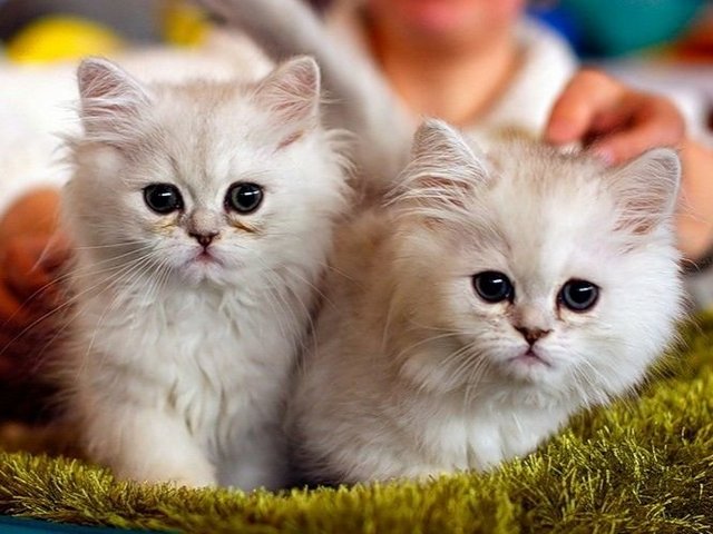 Породы кошек в Череповце | ЗооТом портал о животных