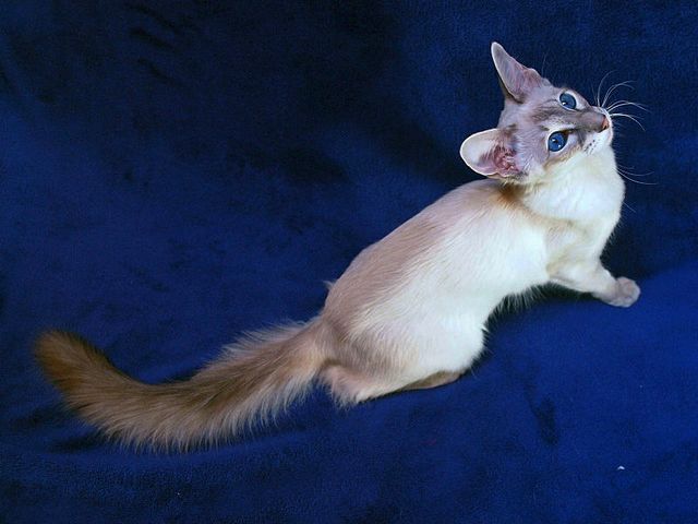 Выведенные породы кошек в Череповце | ЗооТом портал о животных