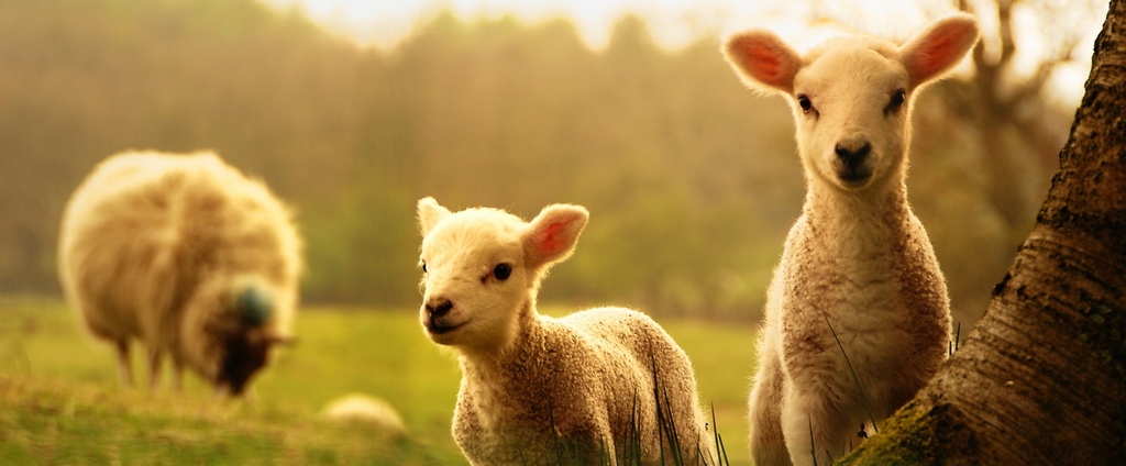 Объявления о сельскохозяйственных животных | ЗооТом - продажа, вязка и услуги для животных в Череповце