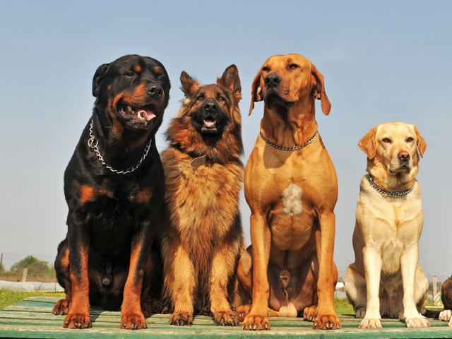 Крупные породы собак в Череповце | ЗооТом портал о животных