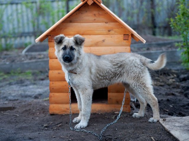 Все о собаках в Череповце